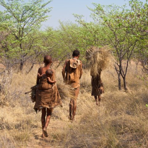 Family of hunter-gatherers in Africa walking home through a field of dried grass and green trees.