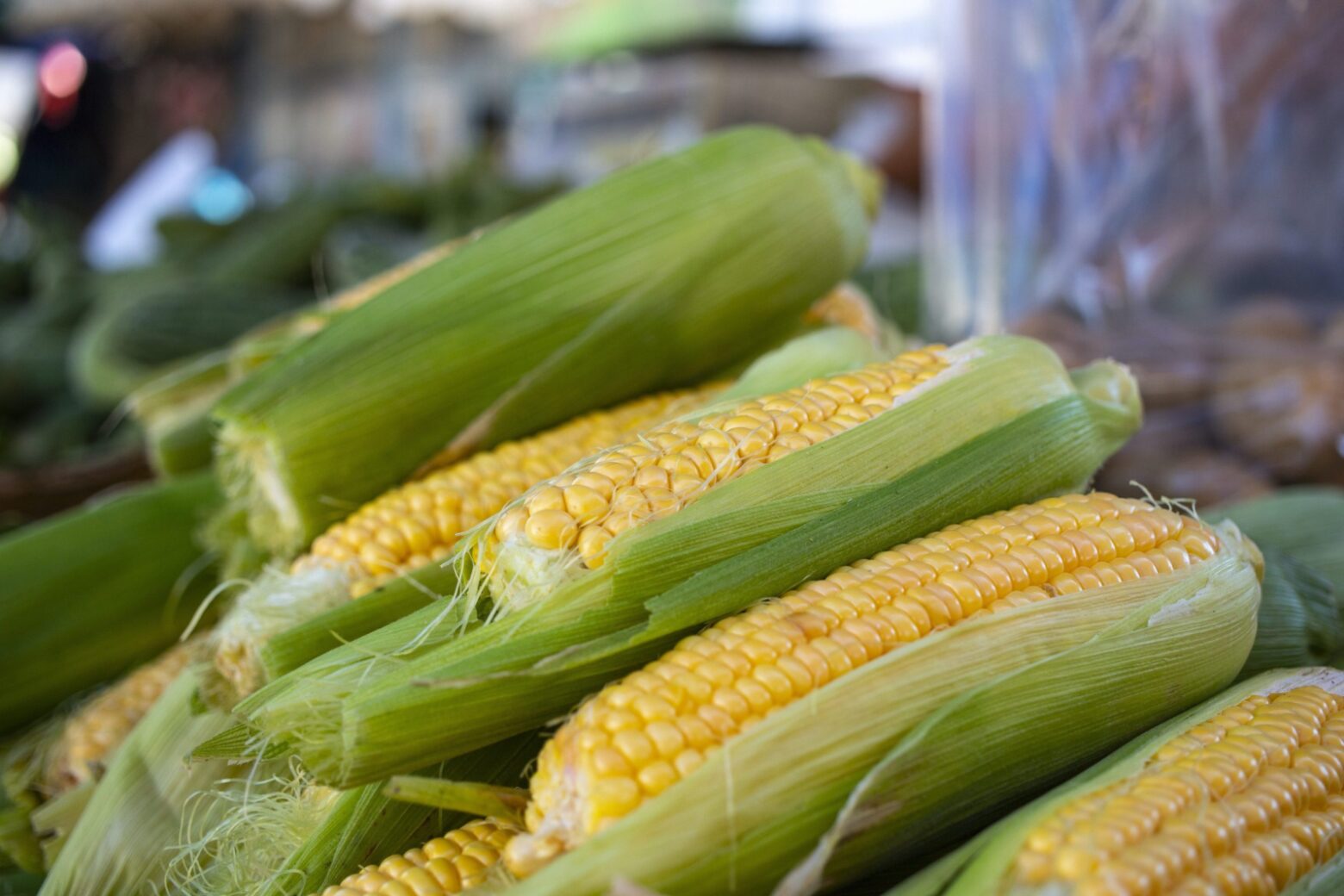 A stack sweet corn in their husks.